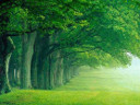 trees.jpg