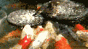 weishi.gif